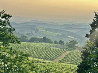Vineyard visiting in Siena 
