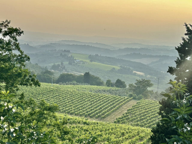 Vineyard visiting in Siena 