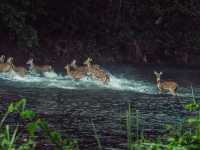 Into the Wild: Exploring Chitwan National Park, Nepal 