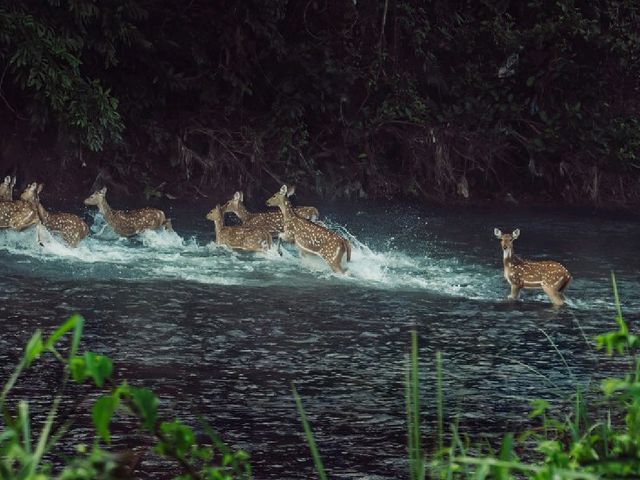 Into the Wild: Exploring Chitwan National Park, Nepal 