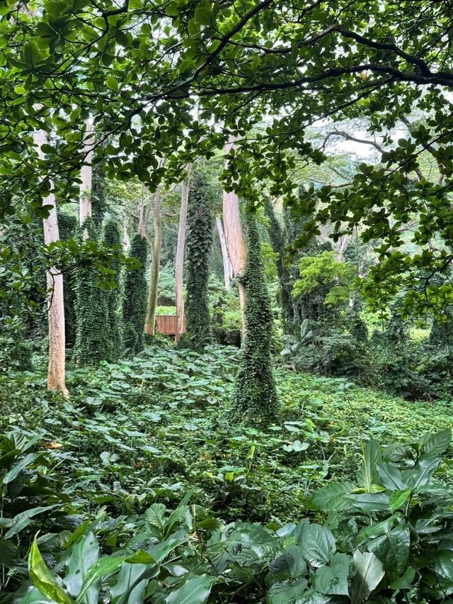 Mānoa Falls: Pure Rainforest Magic Just Minutes from Waikiki! 💙🌿