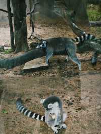 Budget safari is on Phu Quoc Island! 🌿🦁