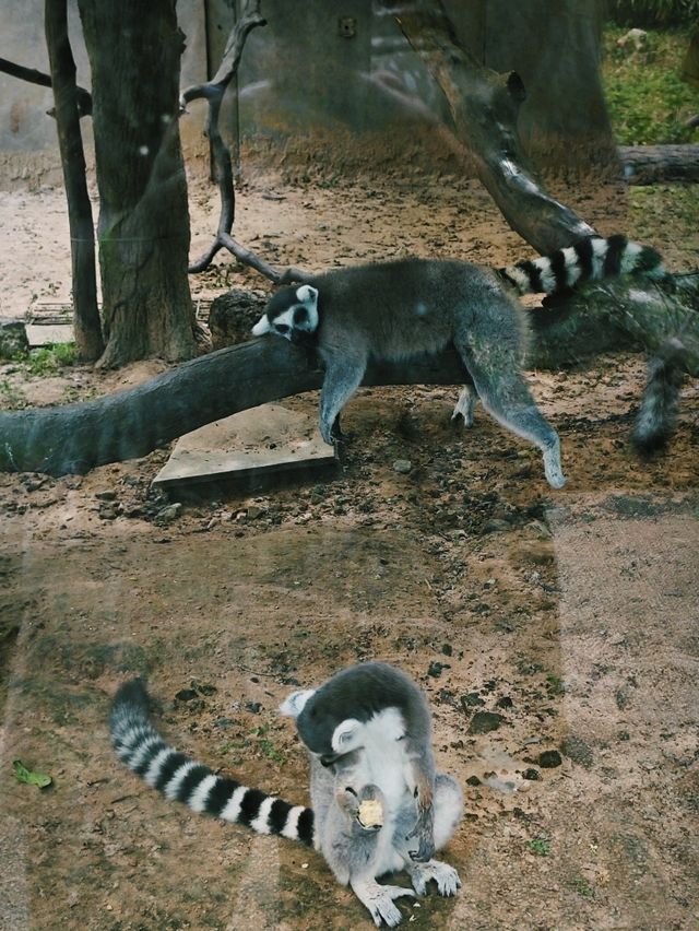 Budget safari is on Phu Quoc Island! 🌿🦁 Budget safari is on Phu Quoc Island! 🌿🦁