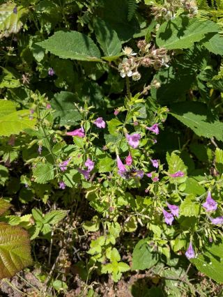 Flora of Pelister – Macedonia’s Natural Treasure