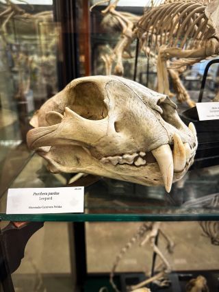 FREE ENTRY UNUSUAL MUSEUM 📍 Alfred Denny Museum in Sheffield