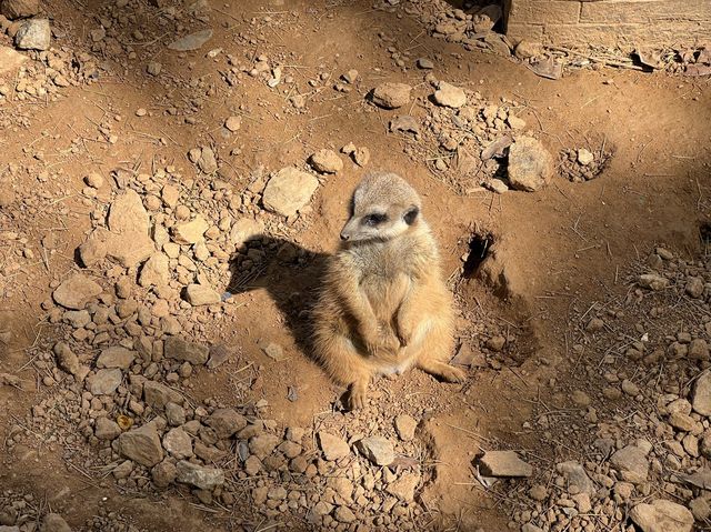 타조와 아이컨택이 인상적이었던 곳, 연화동물원(煙合動物園)