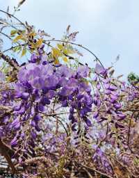 Hong Kong Flower Appreciation | Beautiful blooming of Wisteria at Shenzhen's Qingkuai Tang