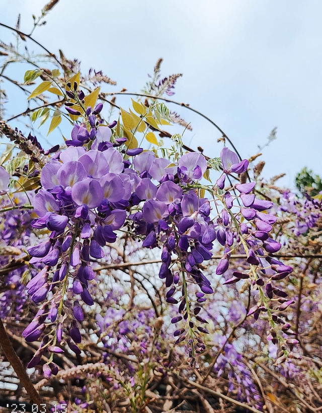 Hong Kong Flower Appreciation | Beautiful blooming of Wisteria at Shenzhen's Qingkuai Tang