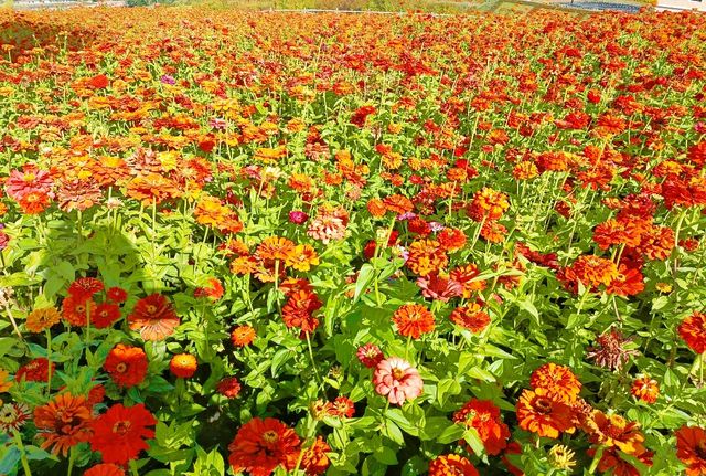 Qinghai Seven-color Flower Sea