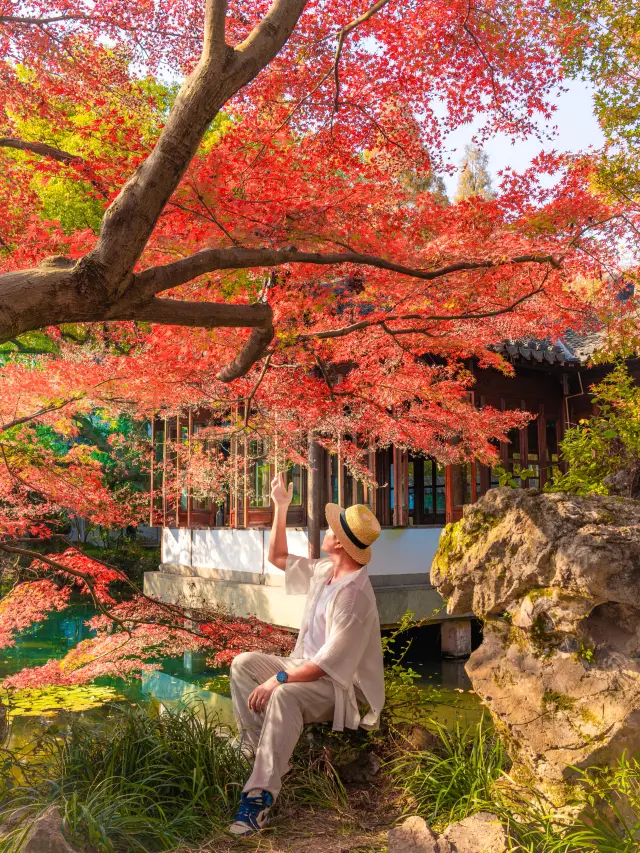 來報恩的西湖郭莊的楓樹王紅透了秋天