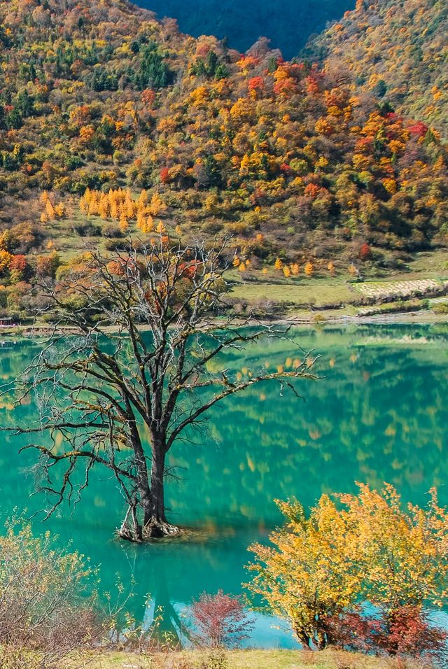 不想去光霧山的，來這個小眾免費的彩林盛景