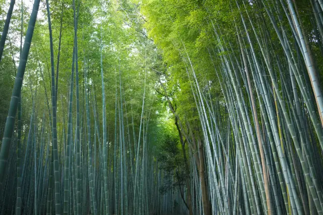 หลงทางในเกียวโตและนาระ: ภูเขา Arashiyama, วัด Todaiji และสวนสาธารณะนาระ