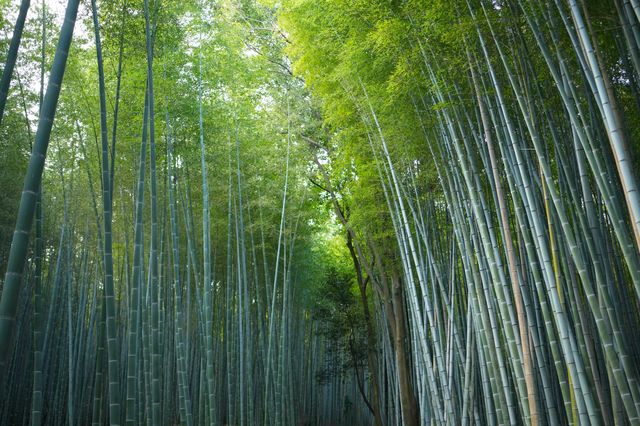 迷失在京都與奈良：嵐山、東大寺與奈良公園