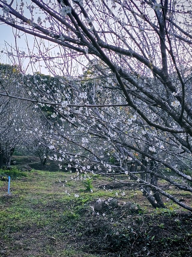 廣州石門國家森林公園賞梅正當時