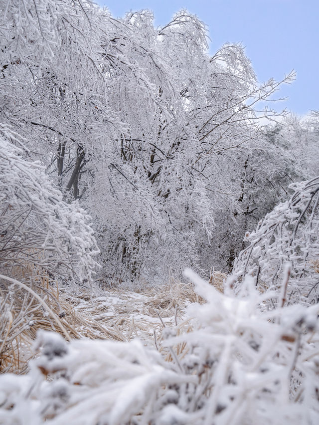 原本以為浙西天池雪景已經夠美了！