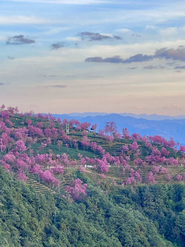 無量山櫻花谷 錯過就要等一年