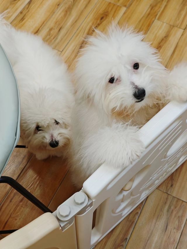 沈陽親子溜娃，超可愛的棉花面紗犬來啦！