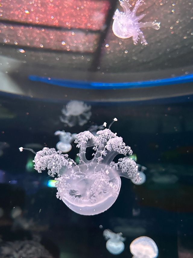 深圳海洋館!!超好拍三個區域遊玩:夢幻水母繽紛珊瑚
