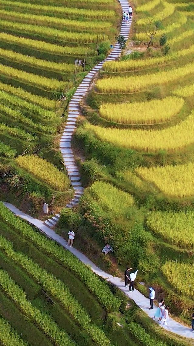 地點：桂林龍脊梯田風景區  時節：一年一季的豐收時節  景觀：黃色的衣裳，即將