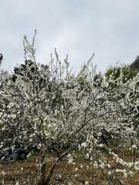 桂峰山下李花開……