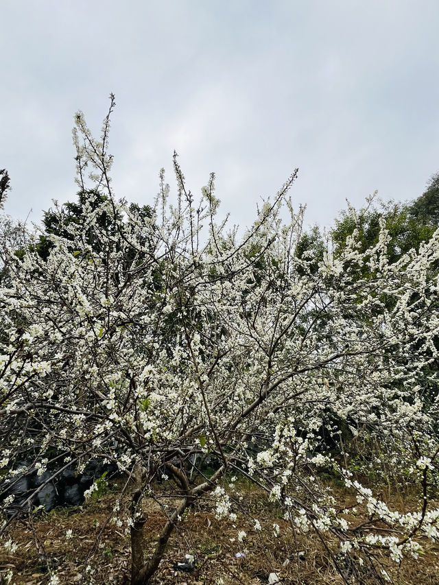 桂峰山下李花開……