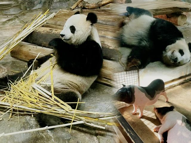 海口 熱帶野生動物園｜一頭跌進小動物們的歡樂世界