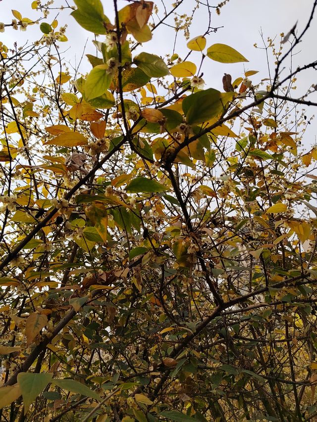 成都發現溜娃賞蠟梅寶藏公園～塔子山公園