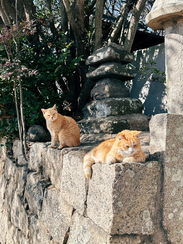 香川·男木島｜海島上的貓貓住民