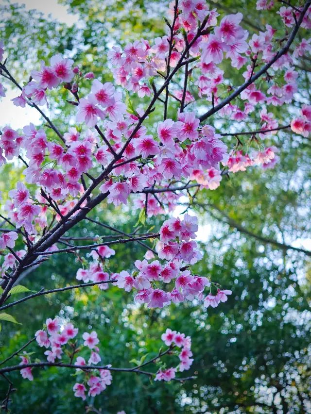 南部植物園｜園内の桜が咲きました