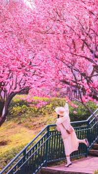 重慶春日賞花彩雲湖畔梅花盛放~攻略
