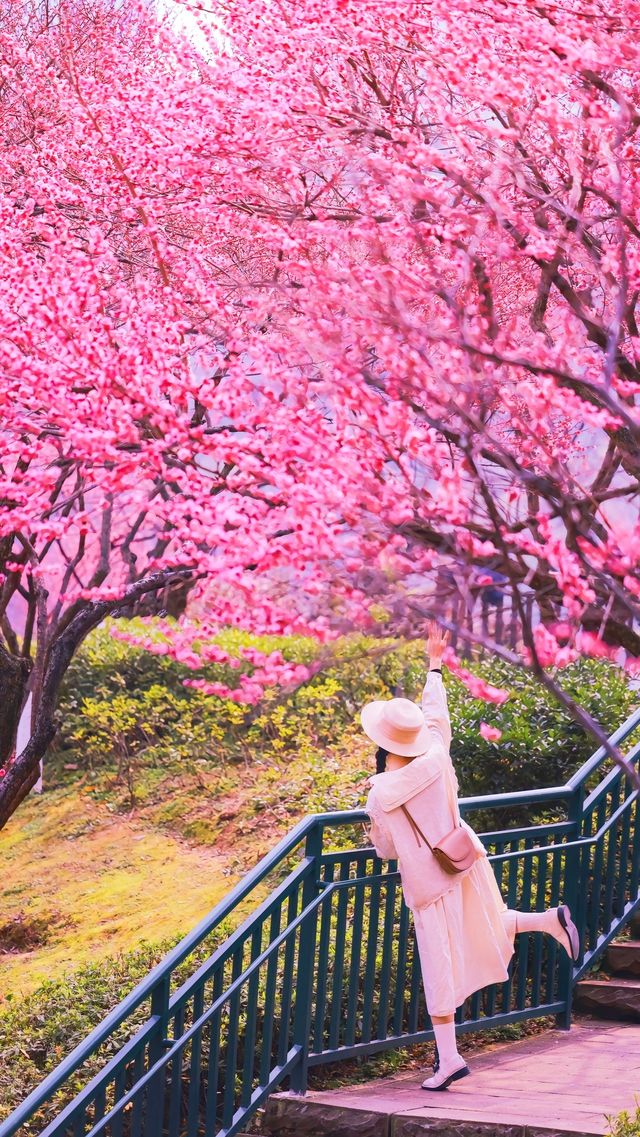 重慶春日賞花彩雲湖畔梅花盛放~攻略