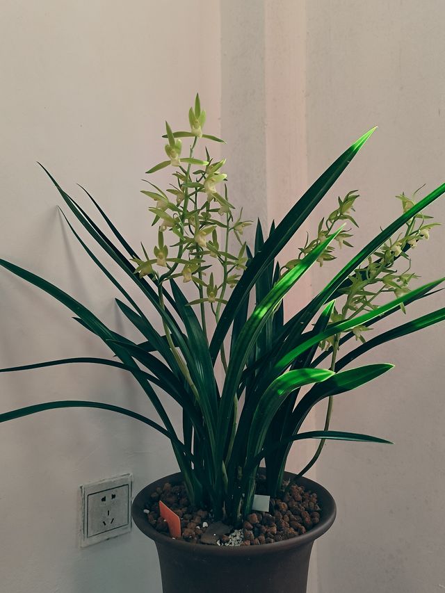 春節去了趟於山蘭花展，以為到了仙境