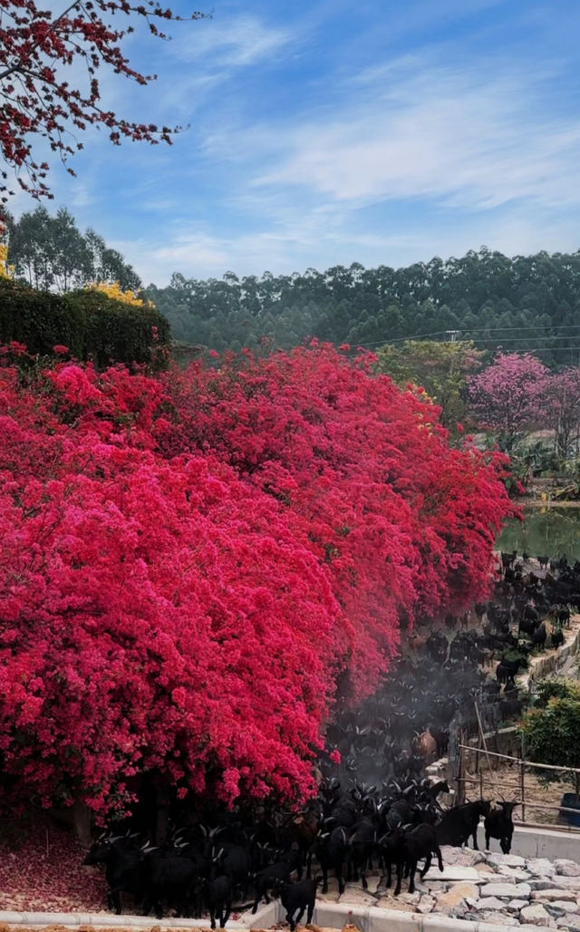 惠州惠城 免費賞花 保姆級攻略