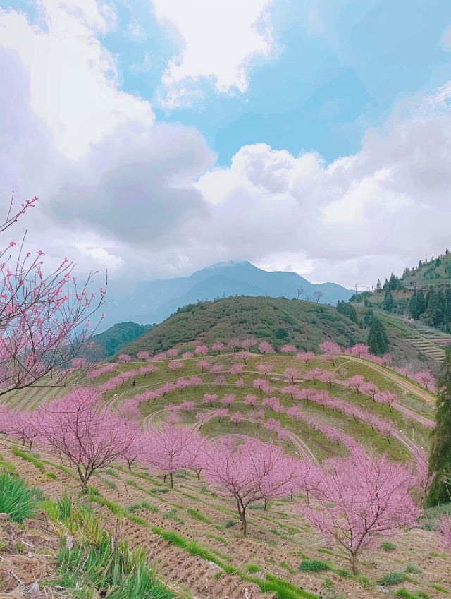 廣東秘境：梅州陰那山的粉色櫻花盛景