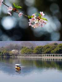 蘇堤花港·迎春咏春