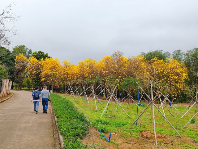 3月到天适櫻花悠樂園看花