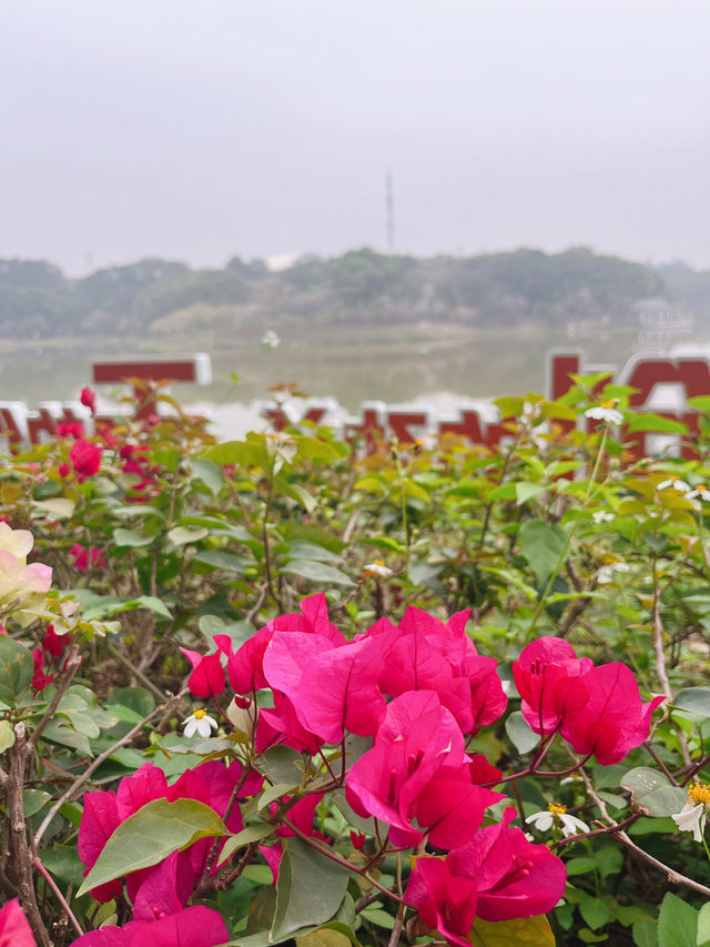 真的在廣州，這片粉色紫荊花海居然無人問津！！