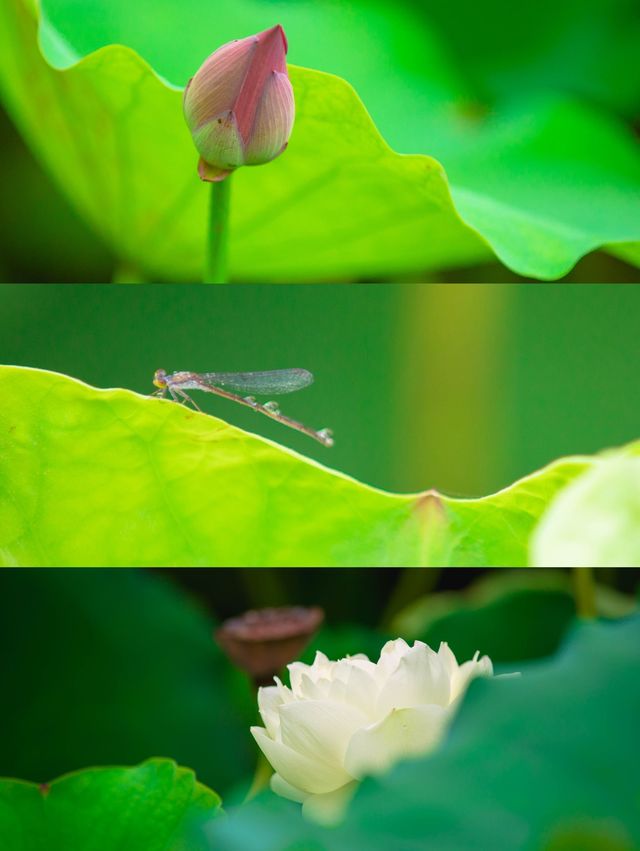 夏*夏*荷隨拍