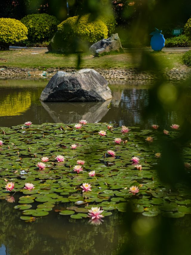 春分，莆田版莫奈花園已經上線