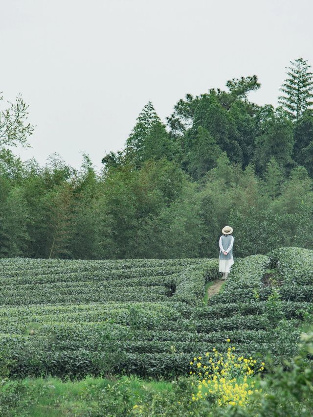 成都周邊｜太愛這個茶園裡開滿櫻花的文藝村