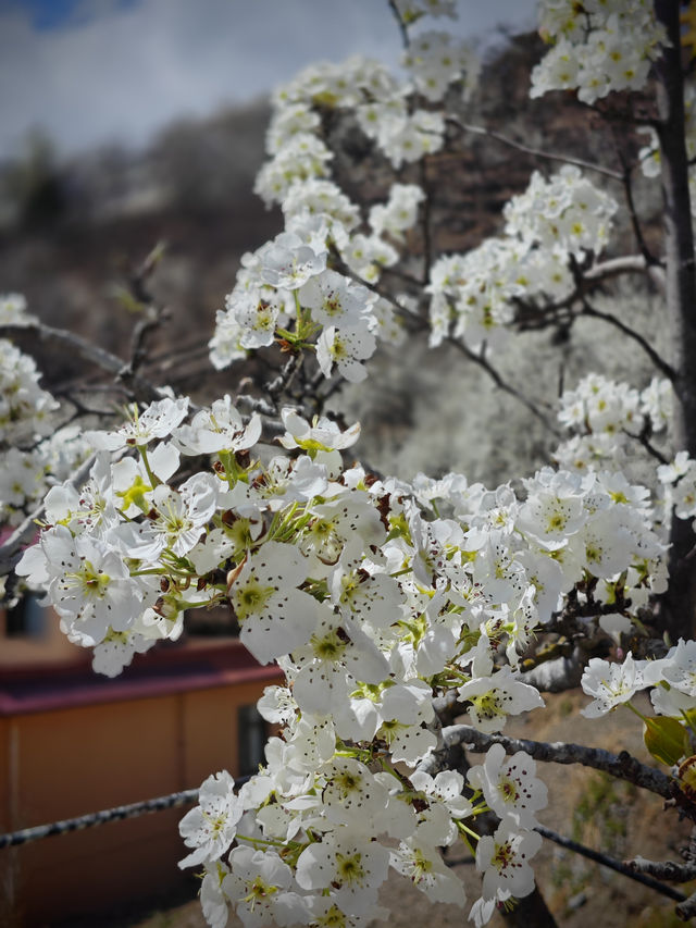 春日限定|梨花桃花開了，咱可以出發咯