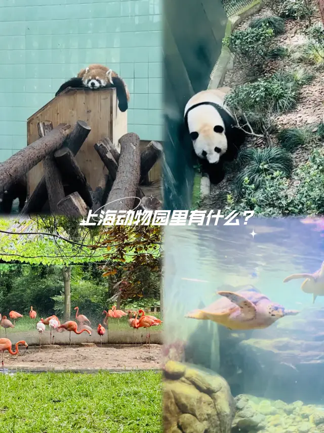 上海動物園攻略：不踩雷，一整個愛住！