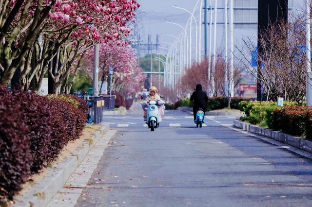 南昌春日遊  賞花走起