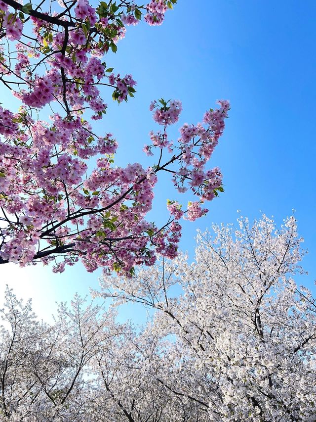桃花盛開,仿彿置身仙境 桃花盛開,仿彿置身仙境