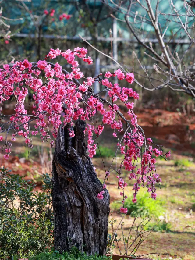 Kunming Suburban Park | A riot of flowers, a must-see for flower viewing trips! (With guide)