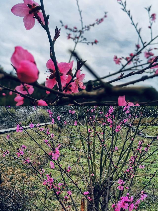 寧鄉｜你玩得可真花啊！東鹜山桃花谷自駕賞花指南