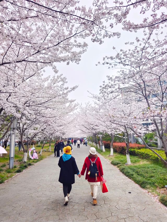 上海櫻花打卡地—浦東高東鎮櫻花園