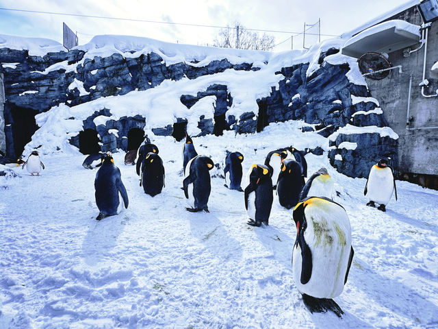 北海道親子聖地旭山動物園（企鵝漫步）