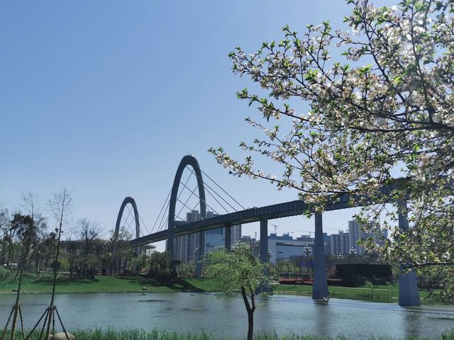 櫻花、海棠與空中列車 | 武漢西苑公園