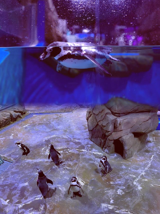 雲上海洋館·特別的存在 雲上海洋館·特別的存在